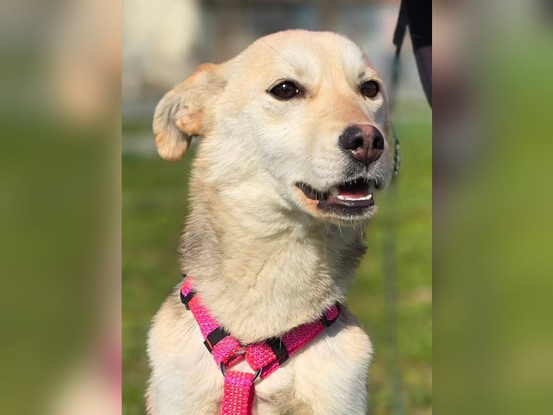 KORAL - liebevolle und aktive Hündin sucht ihr Zuhause