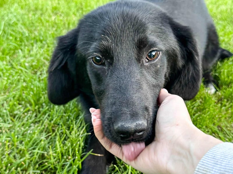 Kian sucht ein Zuhause