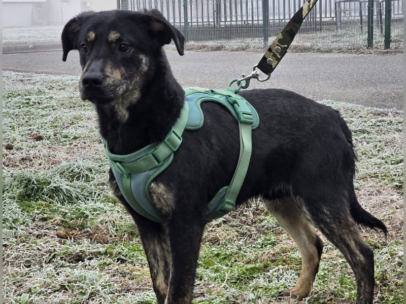 Daris sucht ein Zuhause