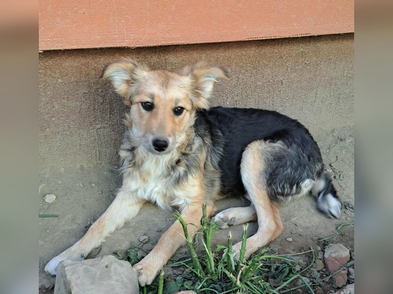 Naya - junge Hündin sucht ein dauerhaftes Zuhause