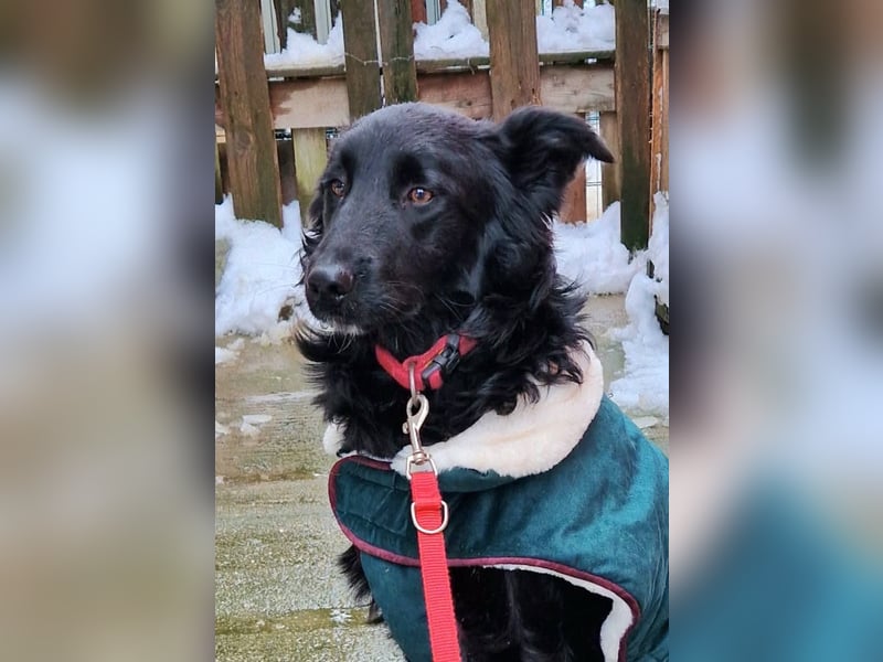 Tom - kluger Junghund möchte Teil einer Familie werden