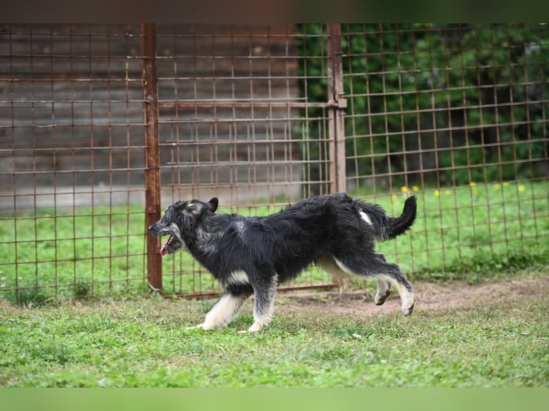 Jeremy sucht ein Zuhause