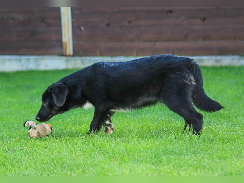 Kian sucht ein Zuhause