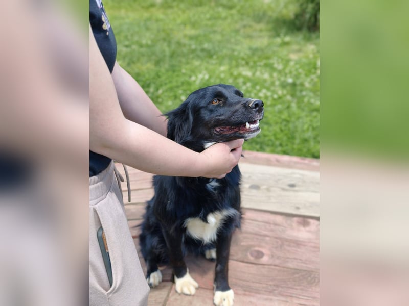 Dottie - Neugierige und freundliche Hündin sucht aktive Familie