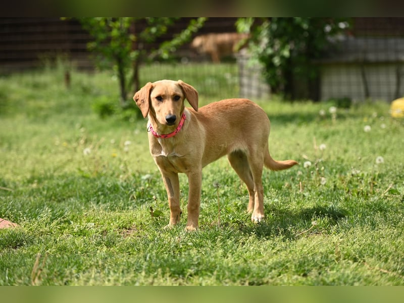 Ruby - junge Mischlingshündin sucht aktives und liebevolles Zuhause