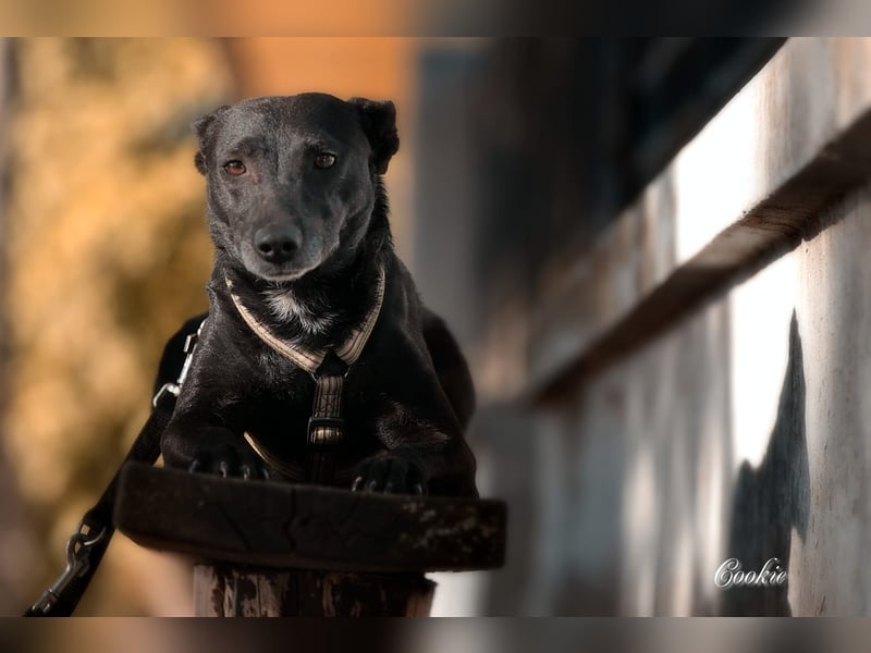 Ilse - intelligente, sportliche Hündin auf der Suche nach ihrer Familie