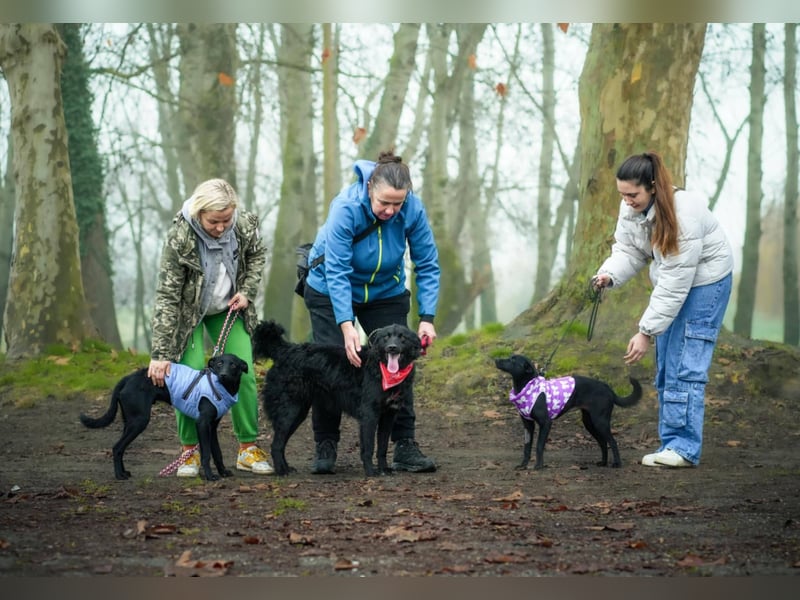 Aaron, aktiver Sonnenschein sucht sein Für-immer-Zuhause