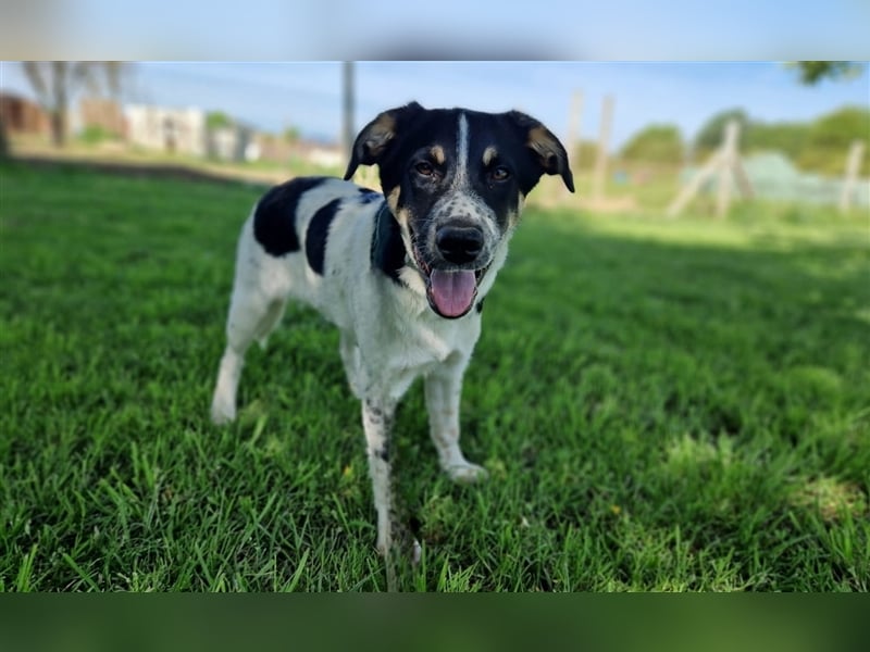 Lisa sucht ein Zuhause