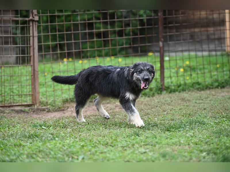 Jeremy sucht ein Zuhause