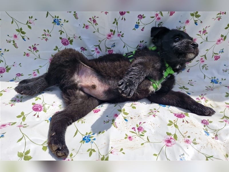 Erik sucht ein Zuhause