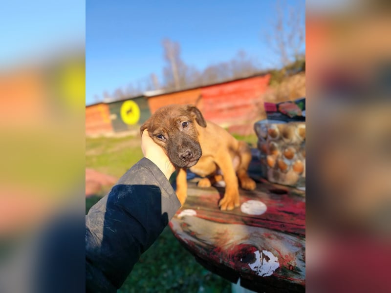 Sammi - kleiner Herzensbrecher sucht großes Glück