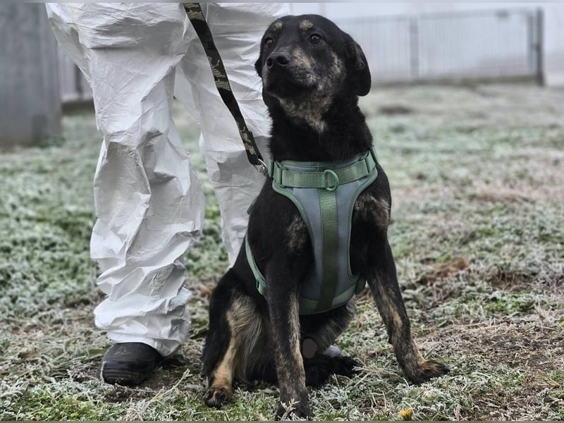 Daris sucht ein Zuhause