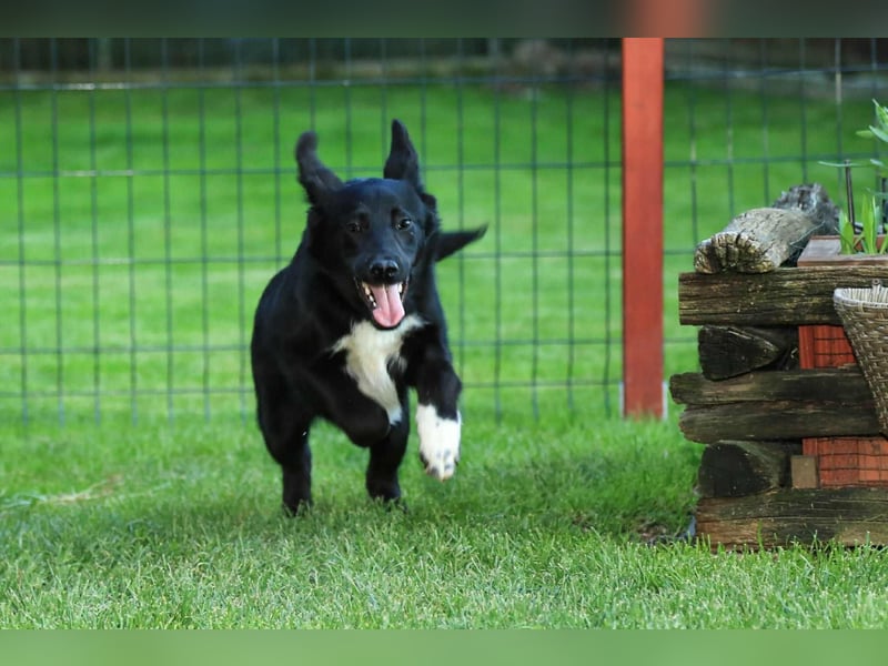 Kian sucht ein Zuhause