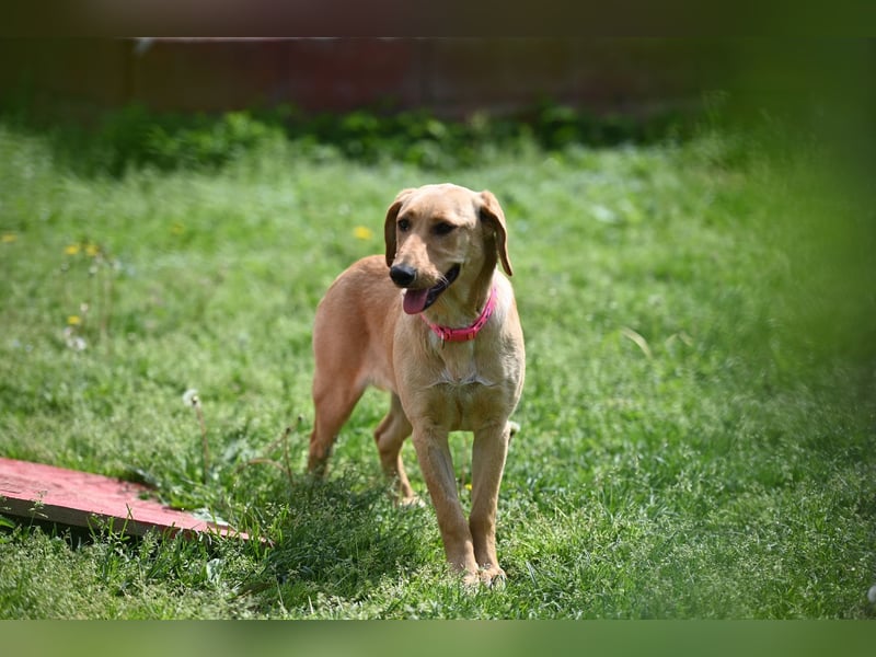 Ruby - junge Mischlingshündin sucht aktives und liebevolles Zuhause