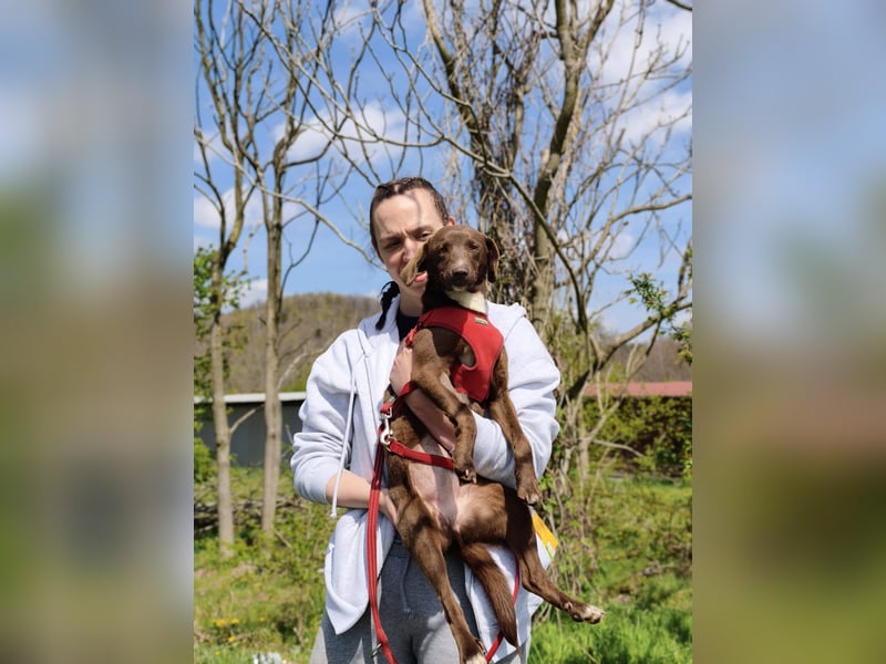 Astra - Sanfte und sehr freundliche Hündin sucht ihr Für-immer-Zuhause