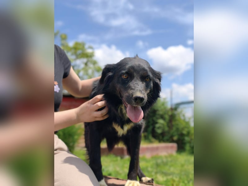 Dottie - Neugierige und freundliche Hündin sucht aktive Familie