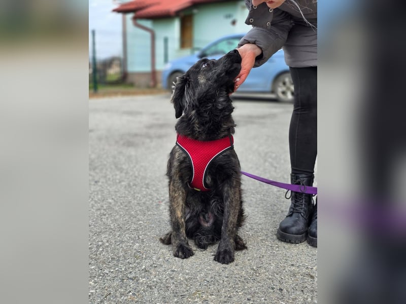 Kiki ucht ein Zuhause