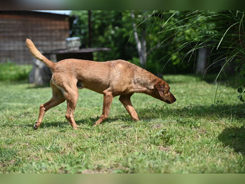 Cezar - ruhiger, freundlicher Begleiter sucht ein sicheres Zuhause