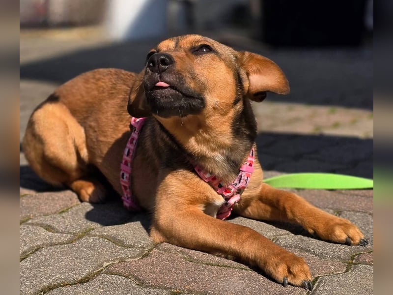 Maila sucht ihr Für-immer-Zuhause