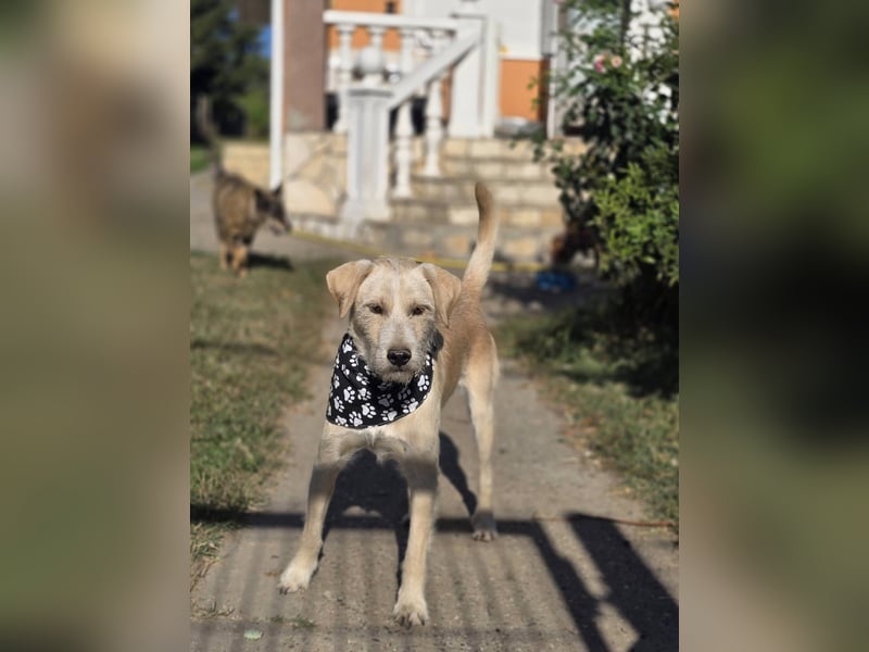 Nino,  supernetter Terriermischling