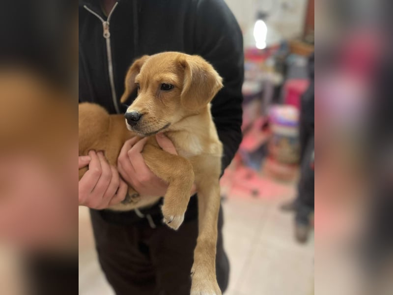 Yoda sucht seine eigene Familie