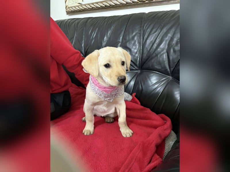 Sanfte Frida sucht ihr Für-immer-Zuhause