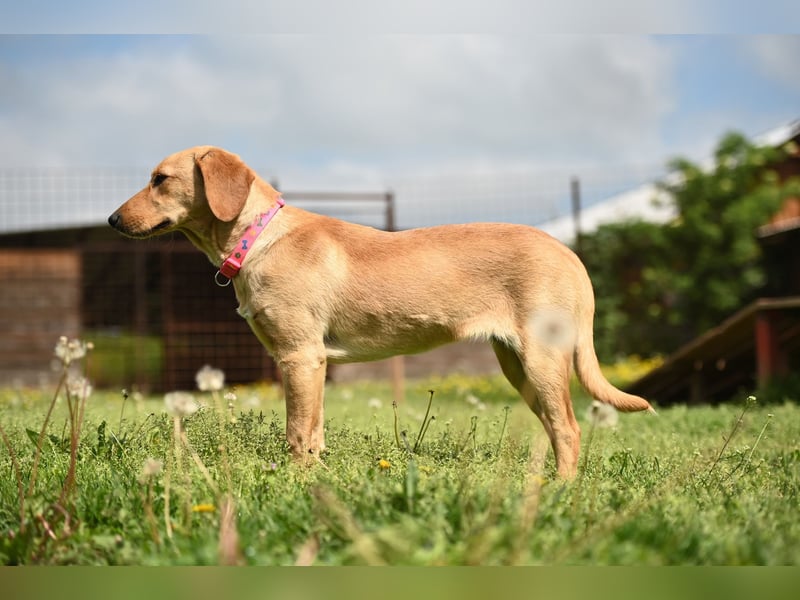 Ruby - junge Mischlingshündin sucht aktives und liebevolles Zuhause
