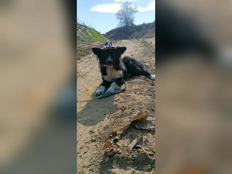 Kaya - Sanfte Seele sucht ihr Für-immer-Zuhause