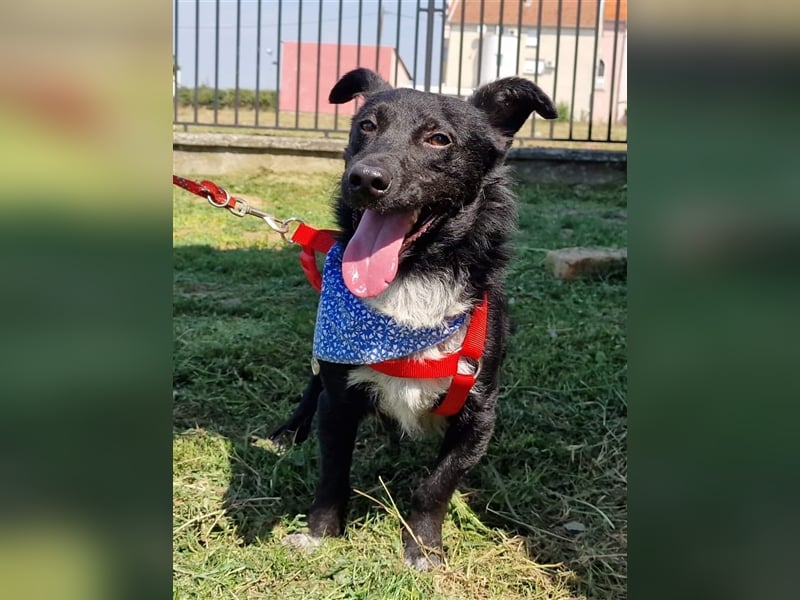 Riki sucht ein Zuhause