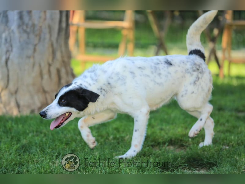 Alice liebe und soziale Hündin sucht ein Zuhause