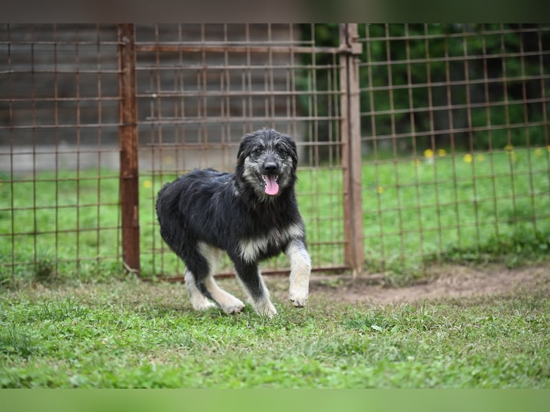 Jeremy sucht ein Zuhause