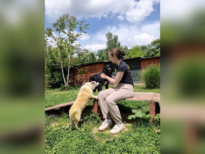 Dottie - Neugierige und freundliche Hündin sucht aktive Familie