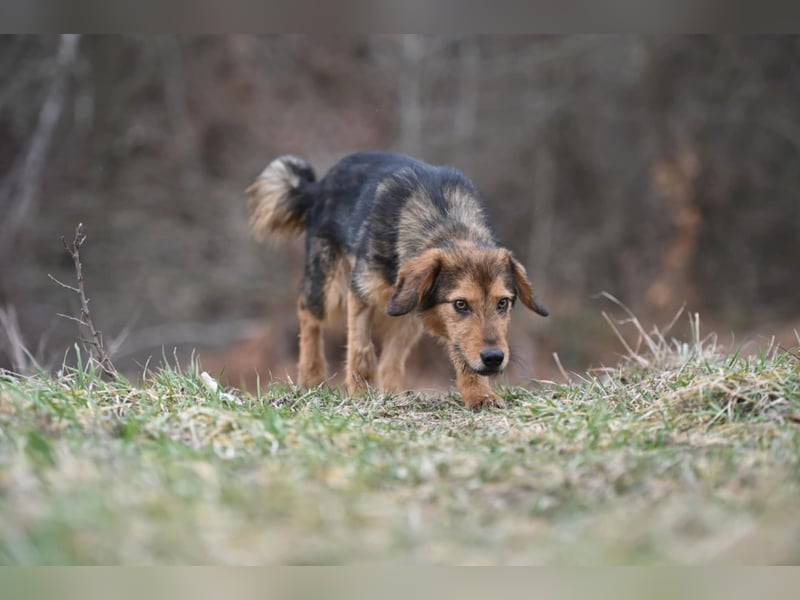 Charlie - freundlicher, sanfter Begleiter auf der Suche nach einem Zuhause