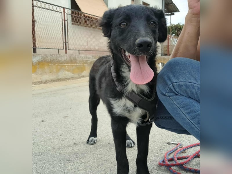 Lupo sucht ein liebevolles Zuhause