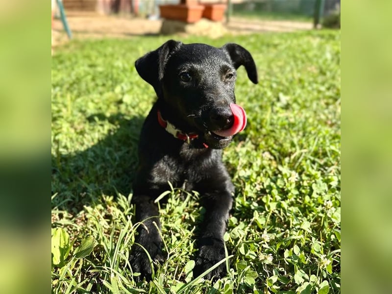 Nova, kleines Hundemädchen sucht ein Zuhause