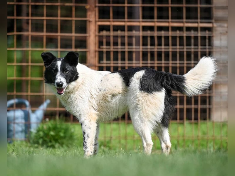 Pluto sucht ein Zuhause