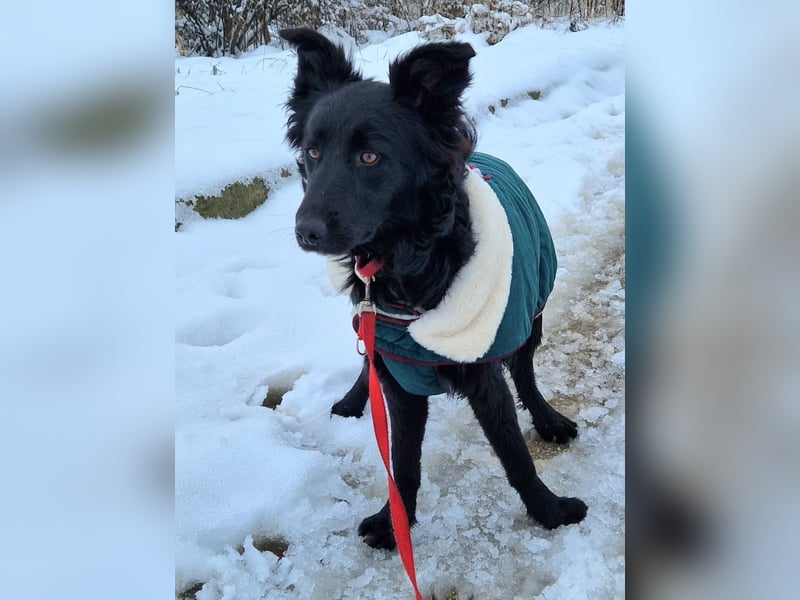 Tom - kluger Junghund möchte Teil einer Familie werden