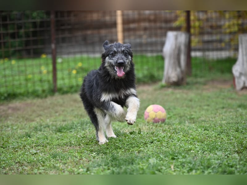 Jeremy sucht ein Zuhause