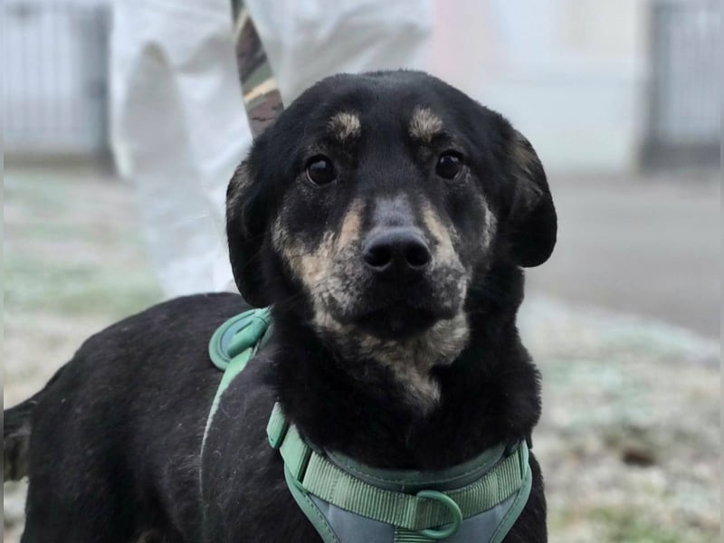 Daris sucht ein Zuhause