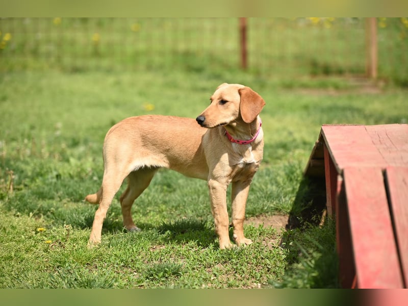 Ruby - junge Mischlingshündin sucht aktives und liebevolles Zuhause