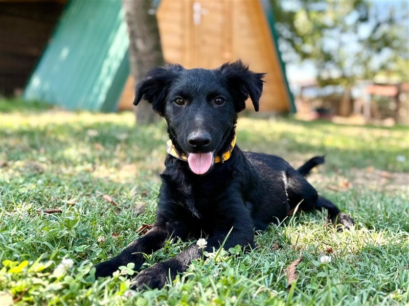Indy, kleiner Hundejunge sucht ein Zuhause
