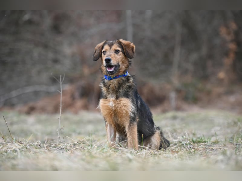 Charlie - freundlicher, sanfter Begleiter auf der Suche nach einem Zuhause