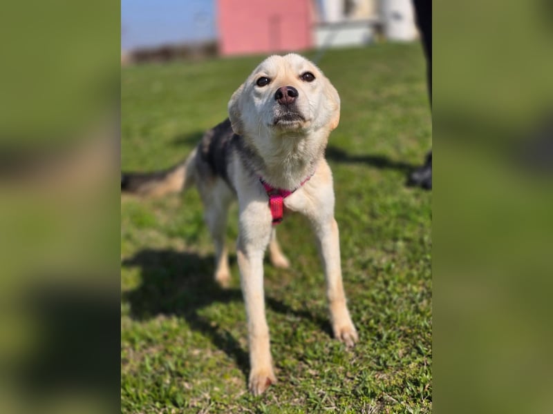 KORAL - liebevolle und aktive Hündin sucht ihr Zuhause