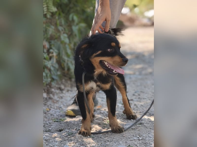 Nico - junger, aufgeweckter Rüde sucht ein Zuhause