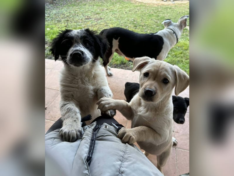 Sanfte Frida sucht ihr Für-immer-Zuhause