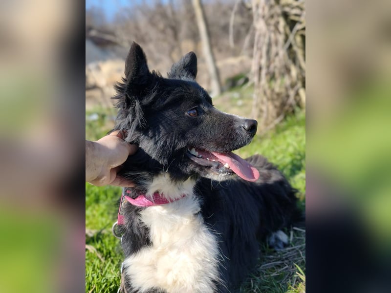 Kaya - Sanfte Seele sucht ihr Für-immer-Zuhause