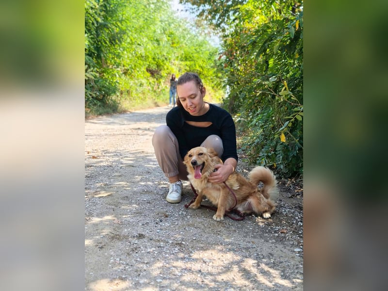 Ozzu - ein Sonnenschein auf vier Pfoten sucht sein Für-immer-Zuhause