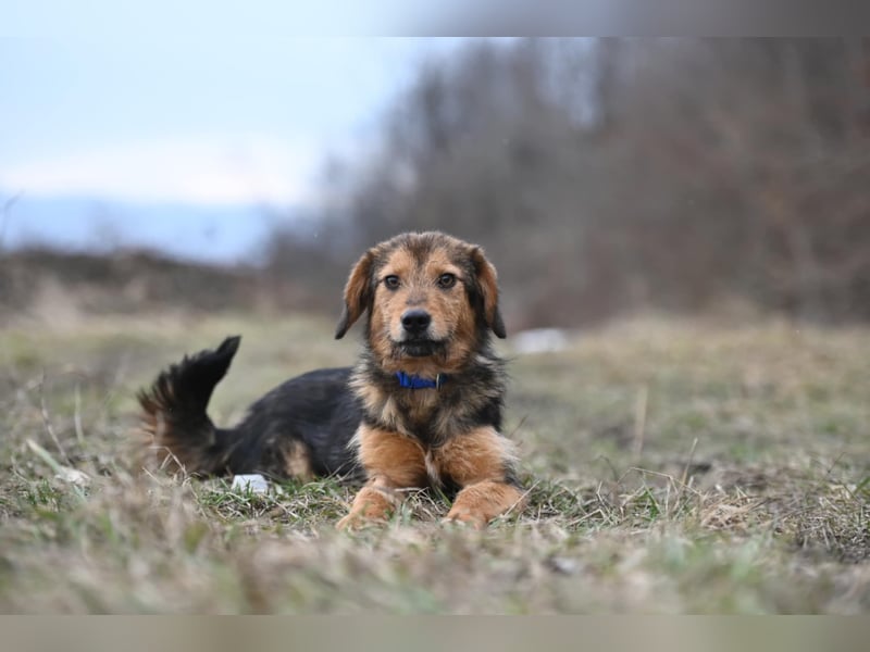 Charlie - freundlicher, sanfter Begleiter auf der Suche nach einem Zuhause