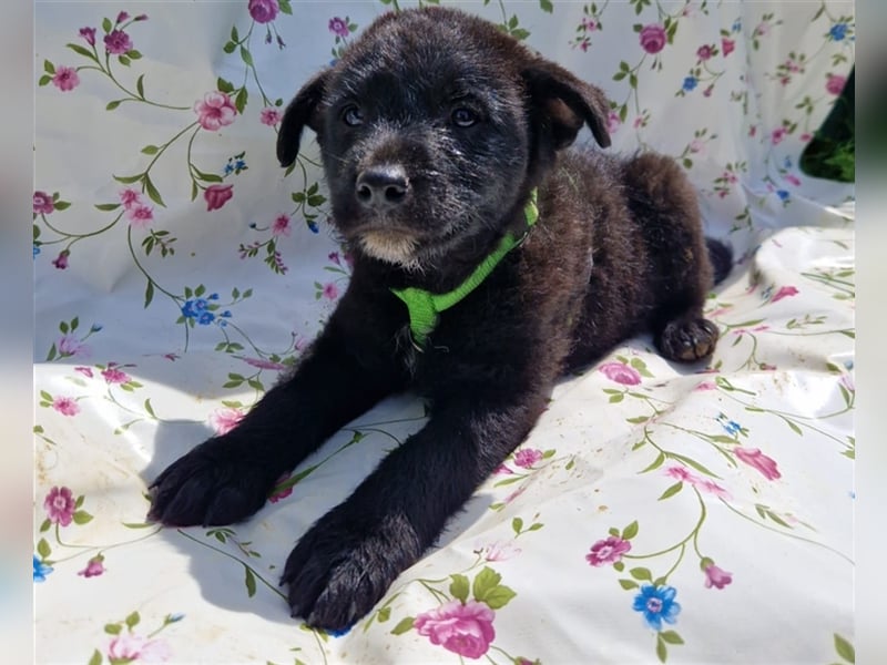 Erik sucht ein Zuhause