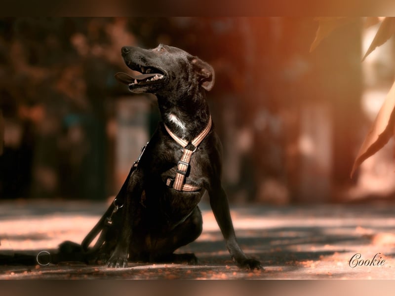 Ilse - intelligente, sportliche Hündin auf der Suche nach ihrer Familie